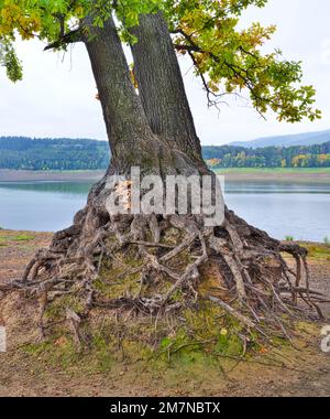 Europa, Germania, Assia, Assia settentrionale, Waldecker Land, Kellerwald-Edersee National Park, rootstock di una vecchia quercia sessile a bassa acqua Foto Stock