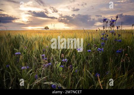 Tramonto da sogno su un campo di mais, con un albero solitario in mezzo a questo campo, Grävenwiesbach, Taunus, Assia, Germania Foto Stock