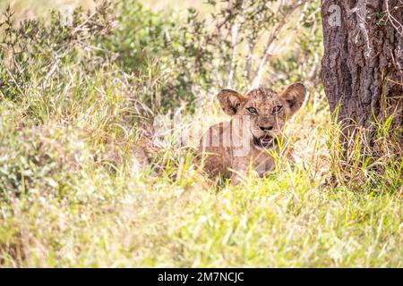 Giovane leone africano, Panthera Leo, sdraiato nell'erba della savana. Tsavo West National Park, Taita Hills, Kenya, Africa Foto Stock