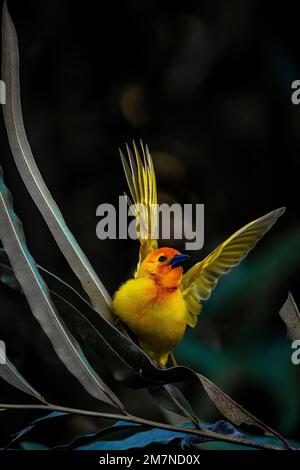 Weaver Bird, Golden Weaver, Ploceus subaureus, Kenya, Africa Foto Stock