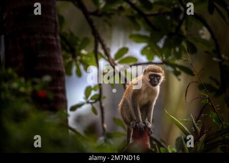 Scimmie, guenone dalle gole bianche, Cercopithecus albogularis in Kenya, Africa Foto Stock