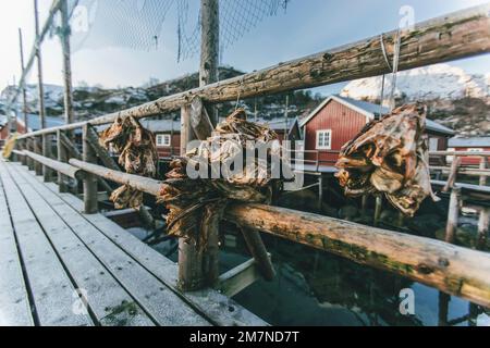 Pesce secco, Norvegia, Lofoten Foto Stock