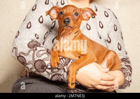 Il cucciolo è sdraiato tra le braccia di una donna. Ritratto di un cucciolo nelle mani del proprietario. Muso, zampe, un cane piccolo. Amicizia tra uomo e cane. Cura degli animali domestici. Foto Stock