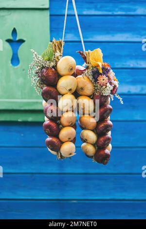 Trecce di cipolle di fronte al muro di legno blu, Zibelemärit tradizionale, mercato della cipolla a Berna, Svizzera, cipolle commestibili (Allium cepa), primo piano, treccia di cipolle Foto Stock