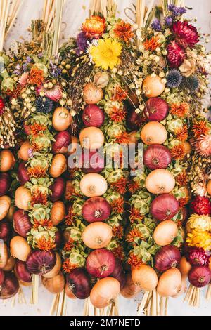 Colorazione delle trecce di cipolla, Zibelemärit tradizionale, mercato della cipolla a Berna, Svizzera, cipolle commestibili (Allium cepa), primo piano, treccia di cipolla Foto Stock