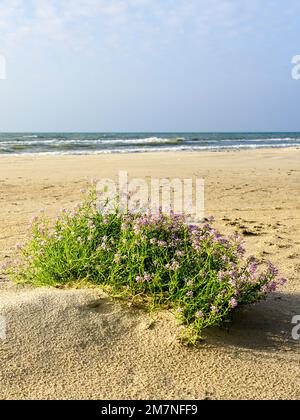 Cakile Maritima clump, conosciuto come il razzo marino europeo, fiorisce con fiori viola su una spiaggia sabbiosa del Mar Baltico Foto Stock