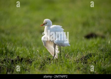 Airone bovino, (Bubulcus ibis) in piedi sul prato nel regno unito in estate in una fattoria Foto Stock
