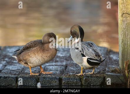 Pintail anatra, anas acuta, maschio, e femmina accanto all'acqua, primo piano in inverno nel regno unito Foto Stock