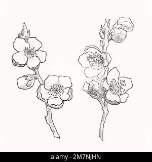 Rami sakura isolati disegnati a mano. Illustrazione del vettore dei fiori con contorno nero e piano bianco su sfondo bianco. Illustrazione Vettoriale