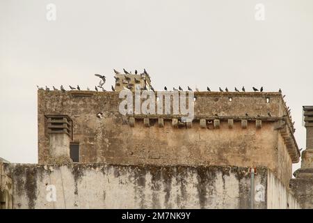 Piccioni in cima ad un edificio nel centro storico di Felline Foto Stock