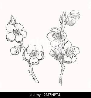 Rami sakura isolati disegnati a mano. Illustrazione del vettore dei fiori con contorno nero e piano bianco su sfondo bianco. Illustrazione Vettoriale