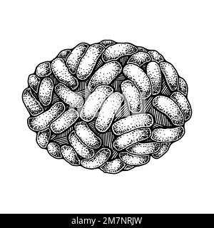 Virus del vaiolo disegnato a mano isolato su sfondo bianco. Rappresentazione vettoriale scientifica dettagliata e realistica nello stile di schizzo Illustrazione Vettoriale