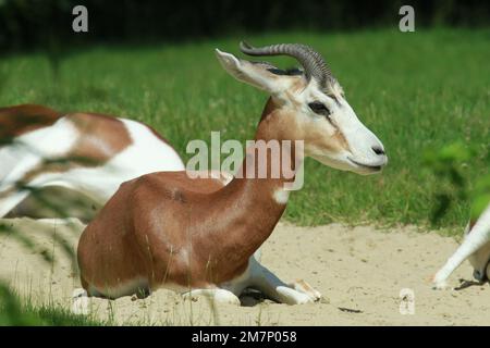 Mhorr gazelle (Nanger dama mhorr); donna adulta Foto Stock