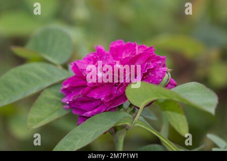 Fiore estivo di rosa arbusto rosa rosa Rosa Rose de Rescht nel giardino del Regno Unito agosto Foto Stock