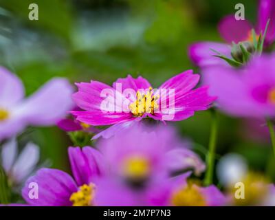 Primo piano di fiori rosa Cosmos in un giardino Foto Stock