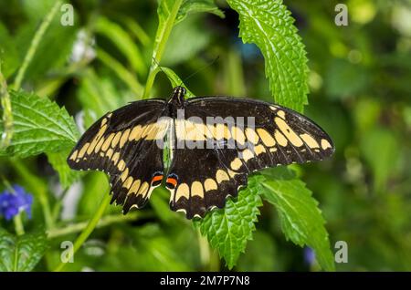 Primo piano di una singola farfalla gialla e nera di coda di rondine gigante (Crespi di Papilio) sulle piante verdi a foglia presso gli Estates delle Farfalle a Fort Myers Foto Stock