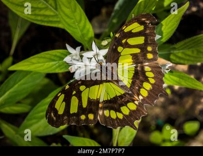 Primo piano di una singola farfalla Malachite nera e verde (Siproeta stelenes biplagiata) su fiori bianchi presso le Butterfly Estates a Fort Myers Flor Foto Stock