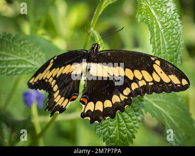 Primo piano di una singola farfalla gialla e nera di coda di rondine gigante (Crespi di Papilio) sulle piante verdi a foglia presso gli Estates delle Farfalle a Fort Myers Foto Stock