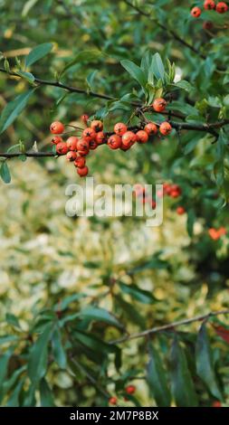 Un colpo verticale di Rowans (Sorbus aucuparia) appeso ad un ramo in un giardino verde Foto Stock