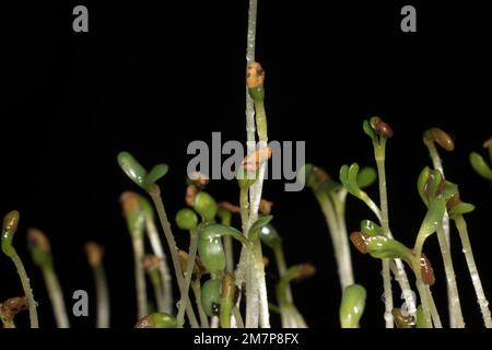 Erba medica (Medicago sativa), chiamata anche lucerna Foto Stock