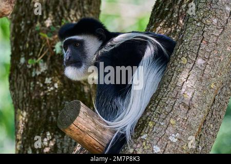 Muenster, Germania - 07 30 2022: Scimmia colobus bianca e nera seduta in alto in un albero nel suo recinto che vive in cattività Foto Stock