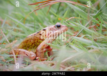 La piccola rana comune (Rana temporaria) vagando attraverso una prateria dello Yorkshire Foto Stock