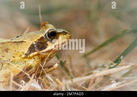 La rana comune (Rana temporaria) si snoda attraverso la prateria della cima della scogliera di Bempton scogliere Foto Stock