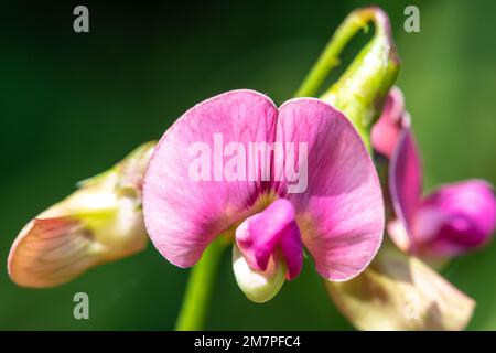 Macrofo di fiori di piselli dolci eterni (lathyrus latifolius) in fiore Foto Stock
