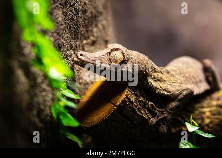 Geco di Uroplatus. Rettili e rettili. Anfibi e anfibi. Fauna tropicale. Fauna selvatica e zoologia. Natura e fotografia animale. Foto Stock