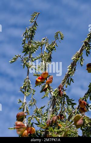 Soapbush, Guaiacum angustifolium, noto anche come Guayacan, Ironwood, o Texas Lignum-vitae con focus selettivo sul frutto del cespuglio con un luminoso Foto Stock