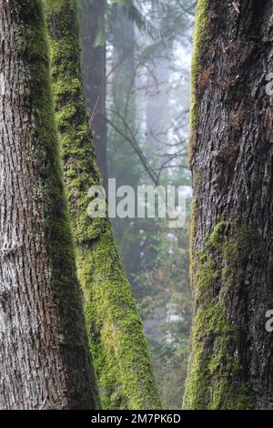 Gli alberi ricoperti di muschio si trovano al Golden Ears Provincial Park di Maple Ridge, British Columbia, Canada Foto Stock