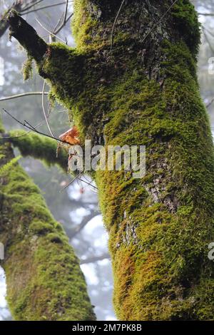 Gli alberi ricoperti di muschio si trovano al Golden Ears Provincial Park di Maple Ridge, British Columbia, Canada Foto Stock