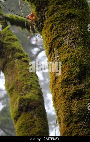 Gli alberi ricoperti di muschio si trovano al Golden Ears Provincial Park di Maple Ridge, British Columbia, Canada Foto Stock