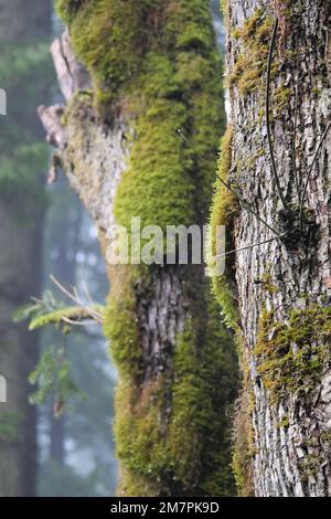 Gli alberi ricoperti di muschio si trovano al Golden Ears Provincial Park di Maple Ridge, British Columbia, Canada Foto Stock