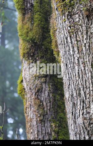 Gli alberi ricoperti di muschio si trovano al Golden Ears Provincial Park di Maple Ridge, British Columbia, Canada Foto Stock