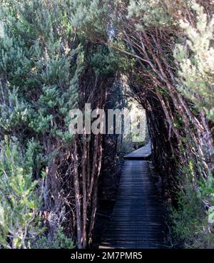 Una galleria d'alberi forma un percorso attraverso i selvaggi del Parco Nazionale del Lago di St Clair. Foto Stock