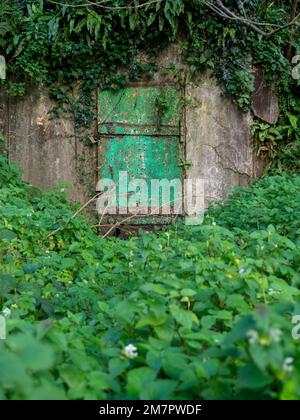 Vecchia porta arrugginita rotta ad una stanza in cemento. La porta al booker. Verde vecchia porta coltivata con piante. Foto Stock