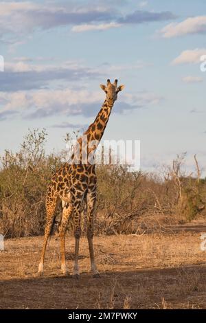 Giraffa Masai maschio adulto (Giraffa camelopardalis) Foto Stock