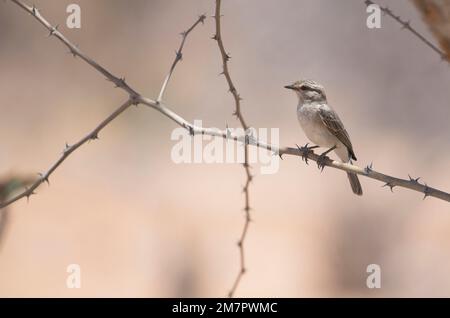 Grigio africano flycatcher (Bradornis microrhynchus) Foto Stock