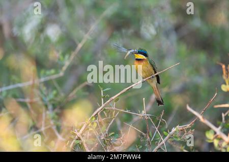Piccolo mangiatore di api (Merops pusillus) con prede di libellule Foto Stock