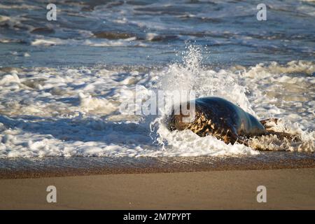 Le onde del Mare del Nord hanno colpito il sigillo grigio femminile emergente (Halichoerus grypus) mentre si muove lungo la spiaggia a Horsey in Norfolk Foto Stock