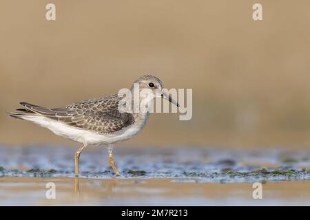 Stint di Temminck (Calidris tempminckii) i più piccoli waders in Europa. Foto Stock