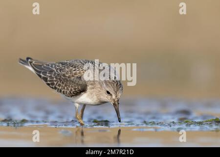 Stint di Temminck (Calidris tempminckii) i più piccoli waders in Europa. Foto Stock