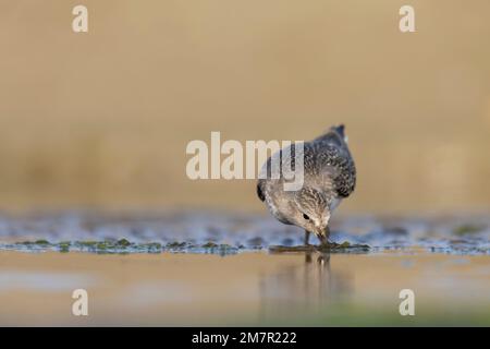 Stint di Temminck (Calidris tempminckii) i più piccoli waders in Europa. Foto Stock