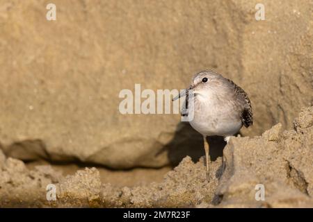 Stint di Temminck (Calidris tempminckii) i più piccoli waders in Europa. Foto Stock