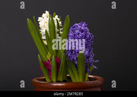 3 Iacinti in Pot Rosso Bianco Blu Foto Stock