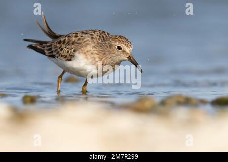 Stint di Temminck (Calidris tempminckii) i più piccoli waders in Europa. Foto Stock