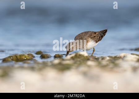 Stint di Temminck (Calidris tempminckii) i più piccoli waders in Europa. Foto Stock