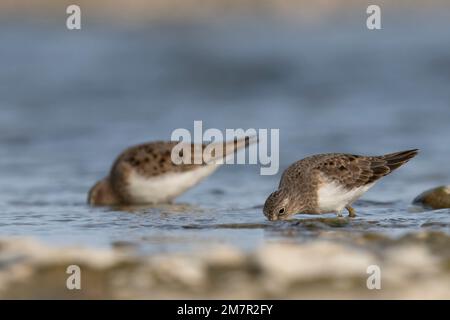 Stint di Temminck (Calidris tempminckii) i più piccoli waders in Europa. Foto Stock