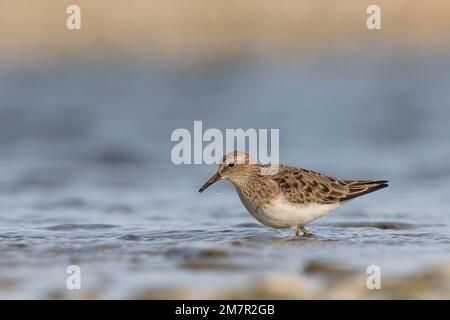 Stint di Temminck (Calidris tempminckii) i più piccoli waders in Europa. Foto Stock